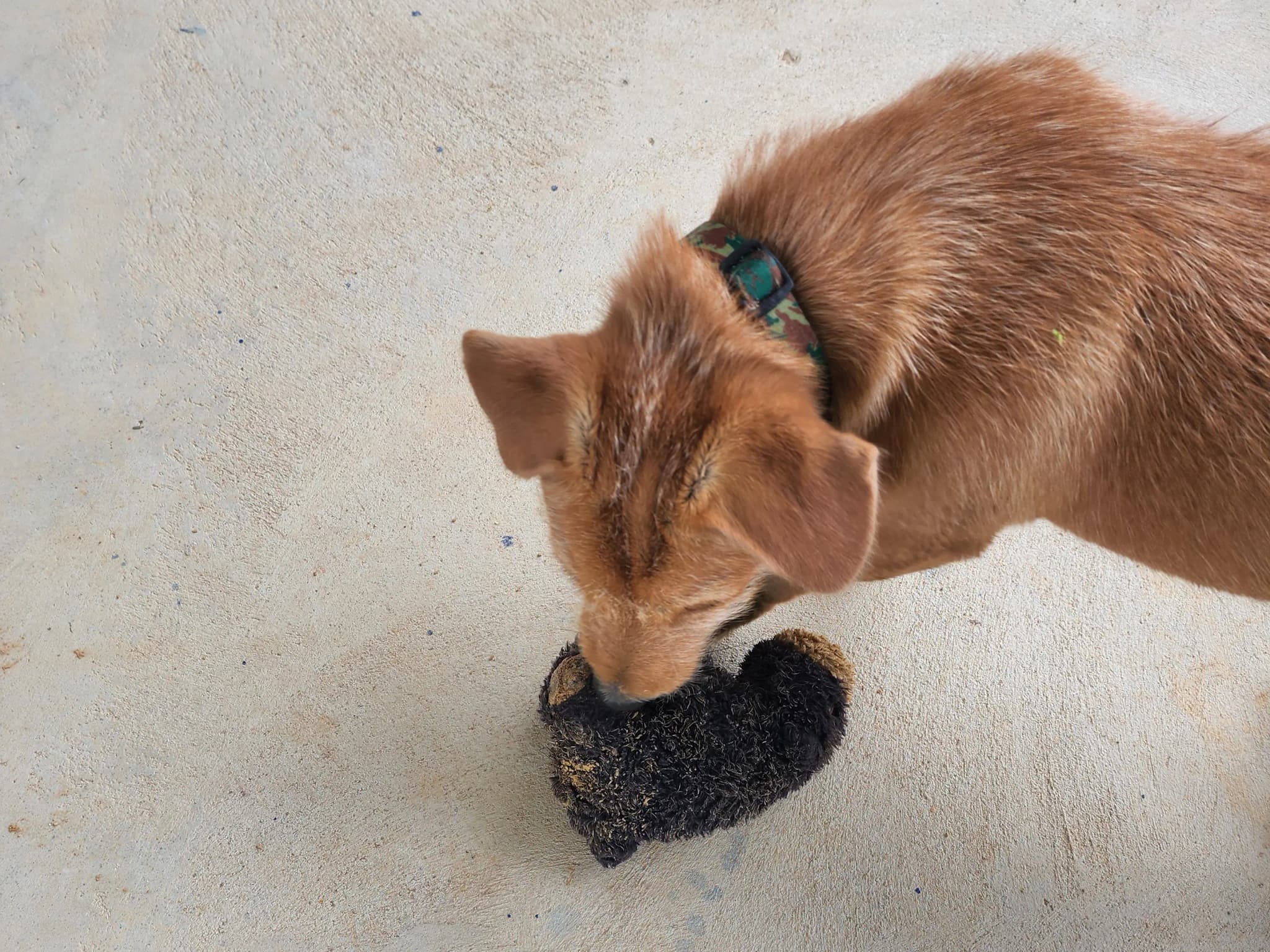 bear bestfriend