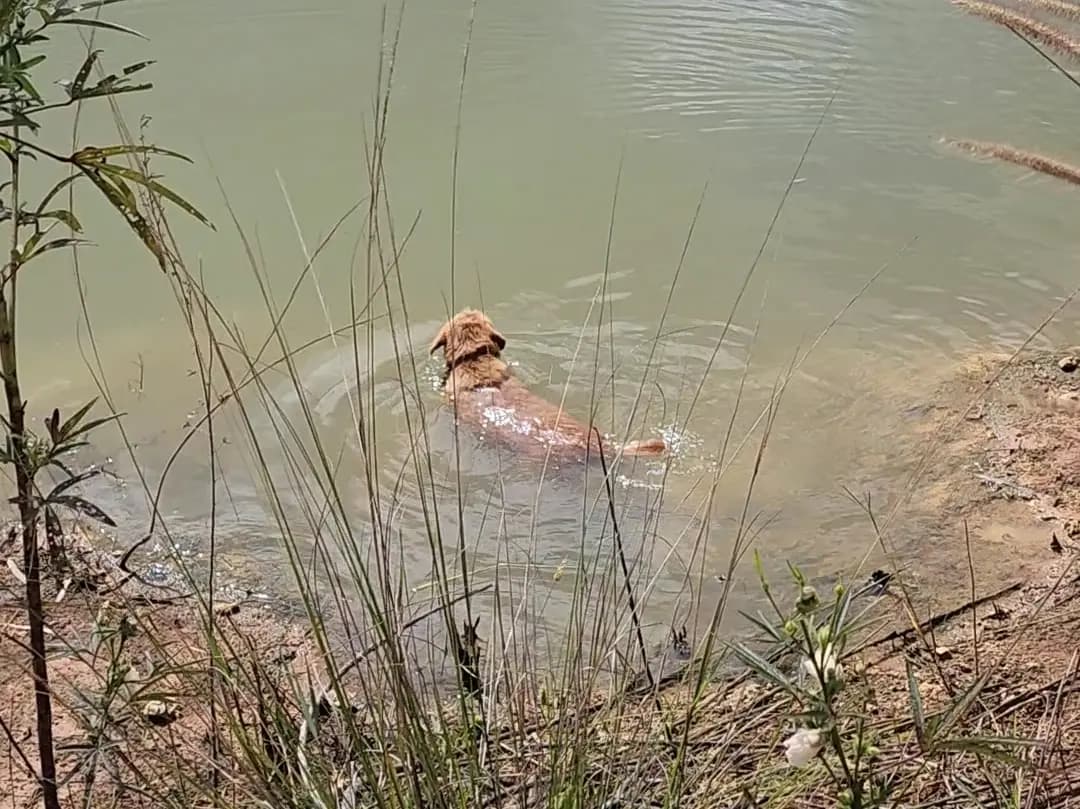 brownie swim